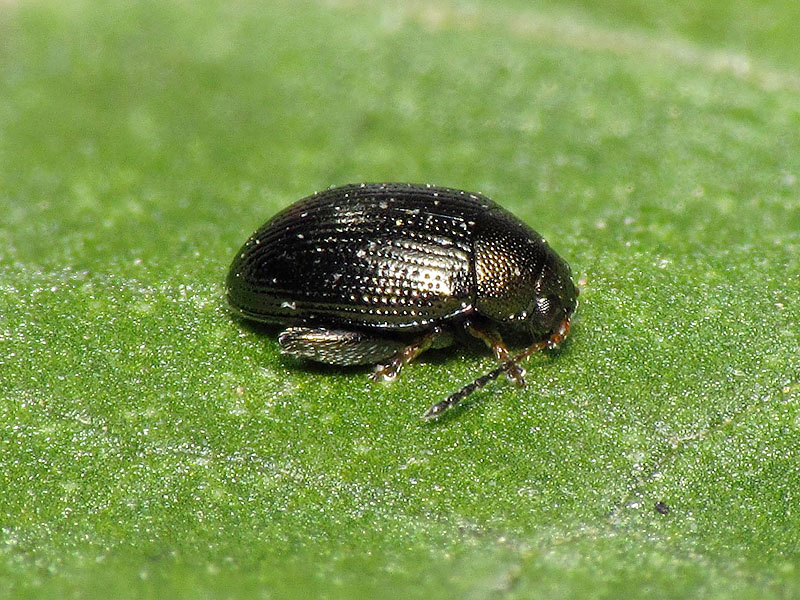 Chrysomelidae Alticini: Chaetocnema sp. (cfr.)